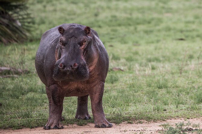 Day Safari tour to Selous Game Reserve from Zanzibar - What You’ll See: Big Game Odds and Realistic Expectations