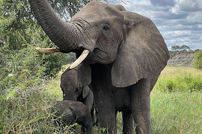 Day Tour to Tarangire National Park from Arusha - Key things to know before you go