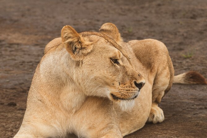 Day Tour to Tarangire National Park from Arusha - Tarangire from Arusha: why this safari works as a one-day hit