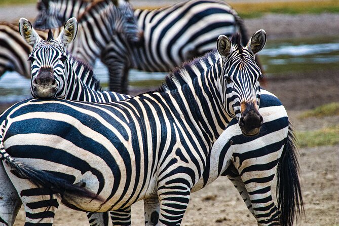 Day Tour to Tarangire National Park from Arusha - Stop 1 at Tarangire National Park: the animals and the “why” behind them