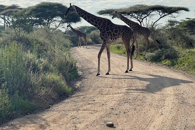 Day Tour to Tarangire National Park from Arusha - Lions and big cats: where expectations help, and where they don’t