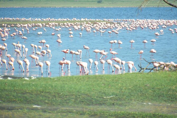 Day Tour to Tarangire National Park from Arusha - Lunch on safari: included, and timed to keep the day feeling smooth
