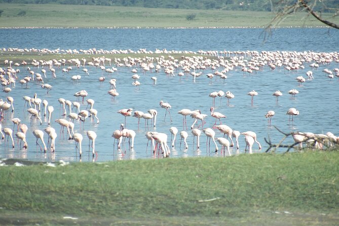 Day Tour to Tarangire National Park from Arusha - The guide matters, and Rama shows what good leadership looks like