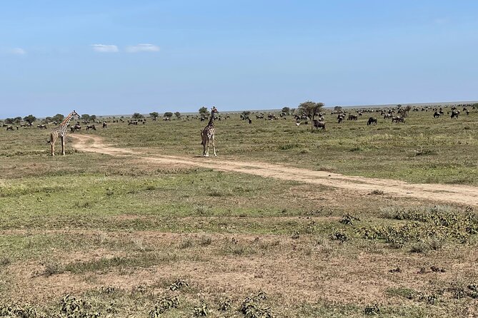 Day Tour to Tarangire National Park from Arusha - How long 8 to 12 hours really plays out in your day