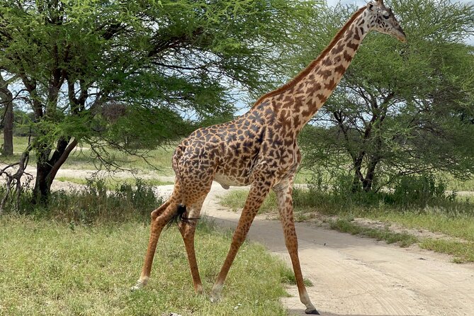 Day Tour to Tarangire National Park from Arusha - The ride and the small comforts: private transport, WiFi, and water