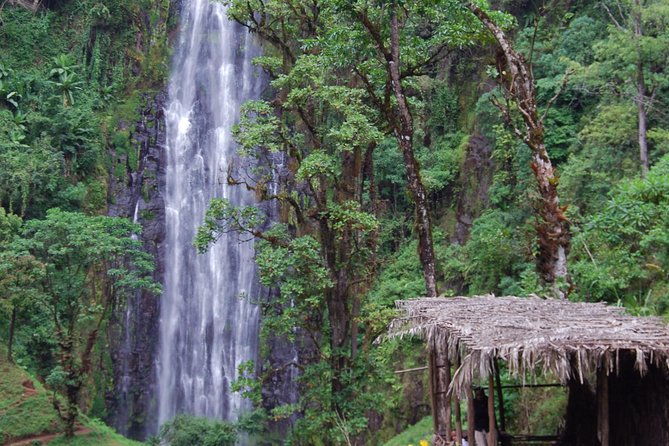 Day Trip Coffee Tour and Materuni Waterfalls - Morning pickup in Moshi, then off the main trail