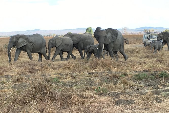 Day Trip From Zanzibar To Mikumi - Stop 1 at Mikumi National Park, Lions, Elephants, Buffalo, Leopard