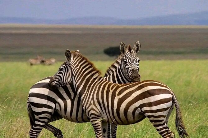 Day trip Safari to Mikumi National Park - Key points to know before you go