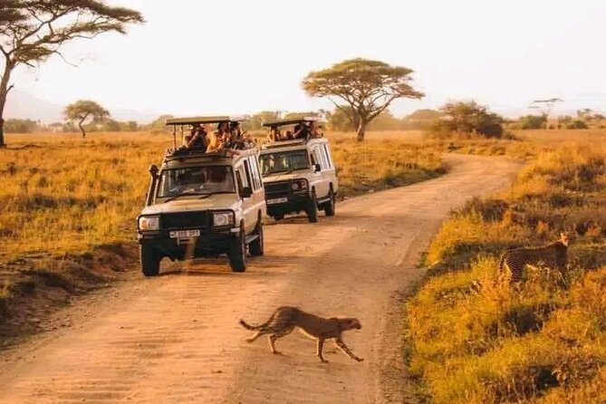Day trip Safari to Mikumi National Park - Conservation and Ecosystem Talk That Makes the Sightings Click