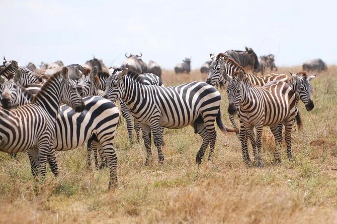 Day trip Safari to Mikumi National Park - Price and Value: Is $560 Worth It?