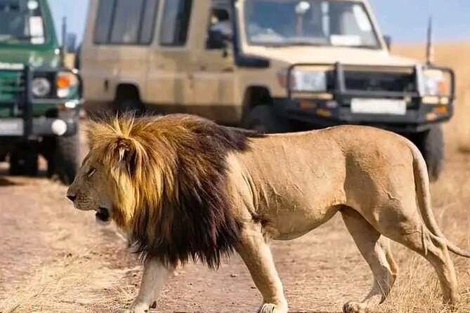 Day trip Safari to Mikumi National Park - What Two Game Drives Look Like in Mikumi
