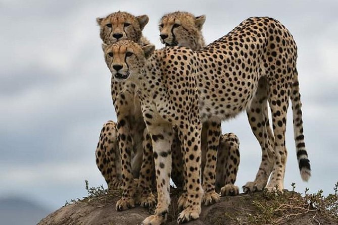 day trip tarangire - Elephants, giraffes, and the Tarangire animal mix you’ll feel good about