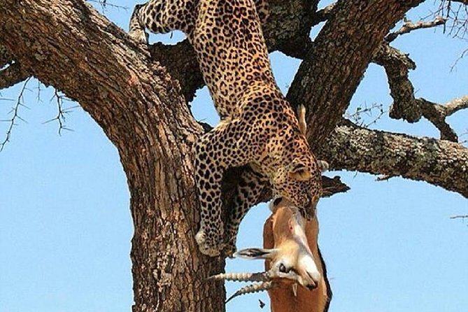 day trip tarangire - Binoculars and guide attention: your secret to better viewing