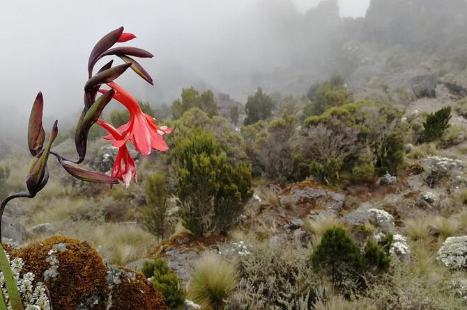 Day Trip to Kilimanjaro National Park - Why This Kilimanjaro Day Hike Works for Short Stays