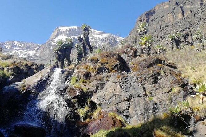 Day Trip to Kilimanjaro National Park - The Rainforest Trek: What Your Hike Through Kilimanjaro Really Feels Like