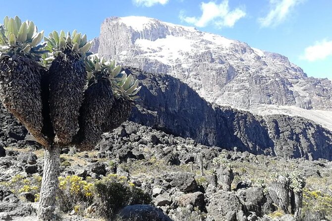 Day Trip to Kilimanjaro National Park - Getting There Early: Arusha or Moshi to Marangu Gate