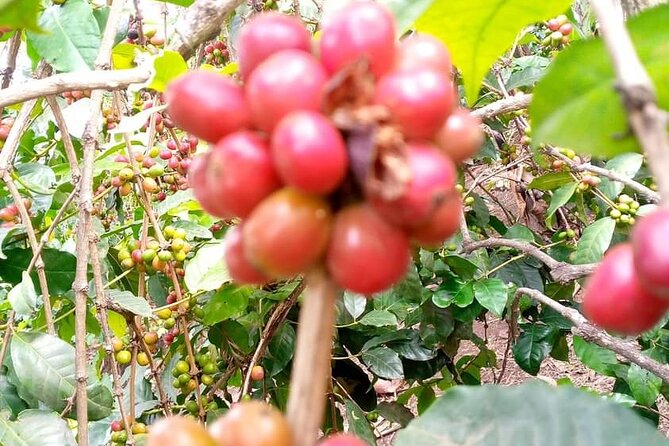 Day trip to materuni waterfalls and coffee tour - Lunch in the middle of the day: locally produced and part of the pacing