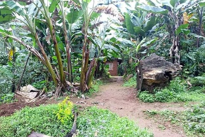 Day trip to materuni waterfalls and coffee tour - Who should book this Materuni waterfalls and coffee tour?
