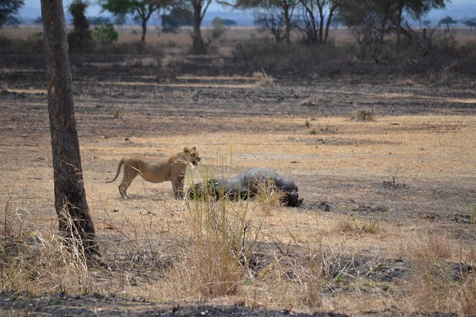 Day trip to Mikumi National Park from Dar es salaam - Why a Mikumi day trip works from Dar es Salaam