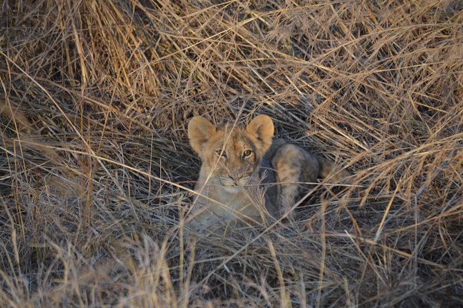 Day trip to Mikumi National Park from Dar es salaam - Price and value at $380 per person