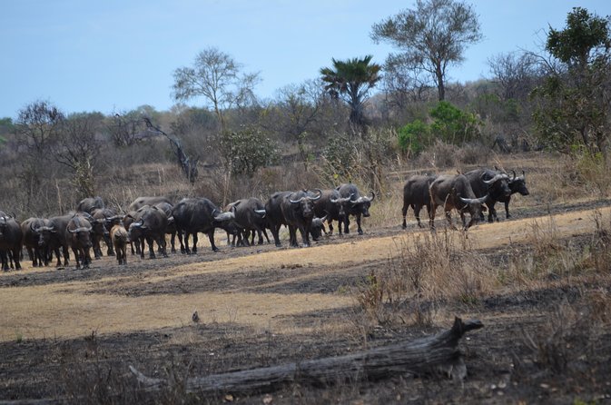 Day trip to Mikumi National Park from Dar es salaam - Getting the most from the long road time