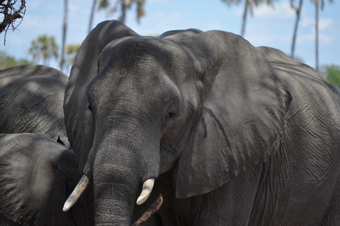 Day trip to Mikumi National Park from Dar es salaam - The 3:30am to 4:00am start, and how to handle it