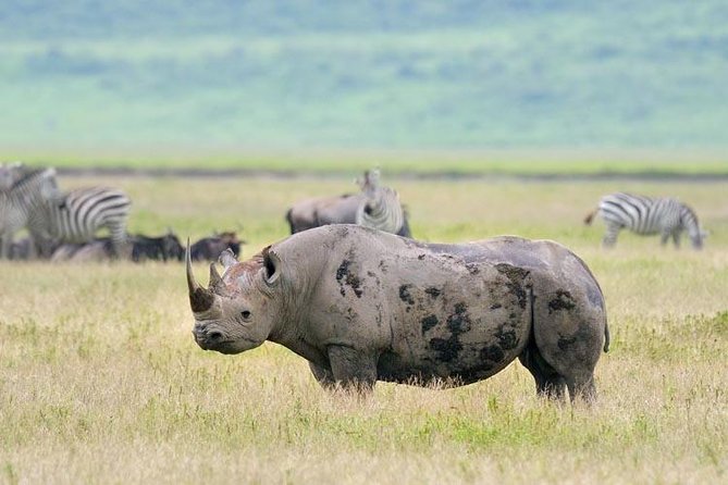 Day Trip to Ngorongoro Crater - Picnic lunch inside safari time