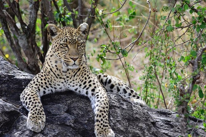 Day Trip to Ngorongoro Crater - Lake Magadi stop: a different kind of wildlife moment
