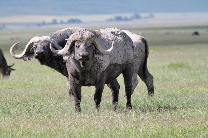 Day Trip to Ngorongoro Crater - Price and what $345 really covers