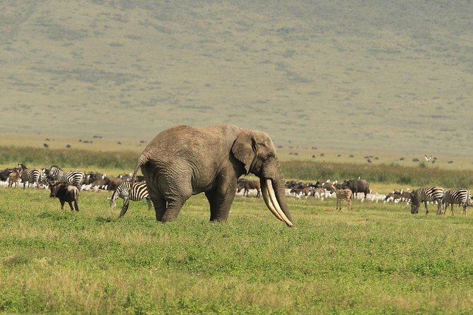 Day Trip to Ngorongoro Crater - The 7:00am Arusha pickup and small-group feel