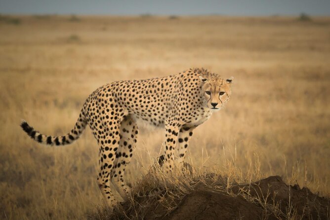 Day Trip to Selous (Nyerere) National Park Flying from Zanzibar - Price and Value of a $240 Day Trip