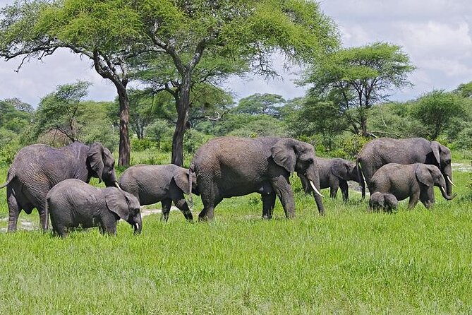 Day Trip to Selous (Nyerere) National Park Flying from Zanzibar - FAQ