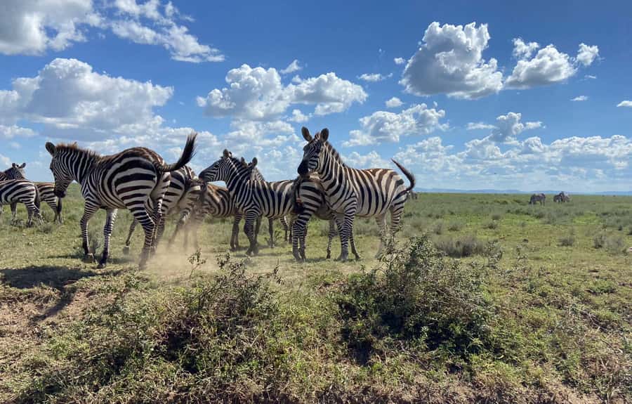Day trip to tarangire national park - Key things that make this one-day Tarangire trip work