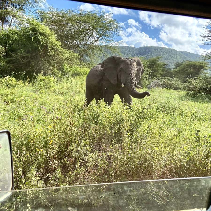 Day trip to tarangire national park - Elephants first: the core Tarangire experience