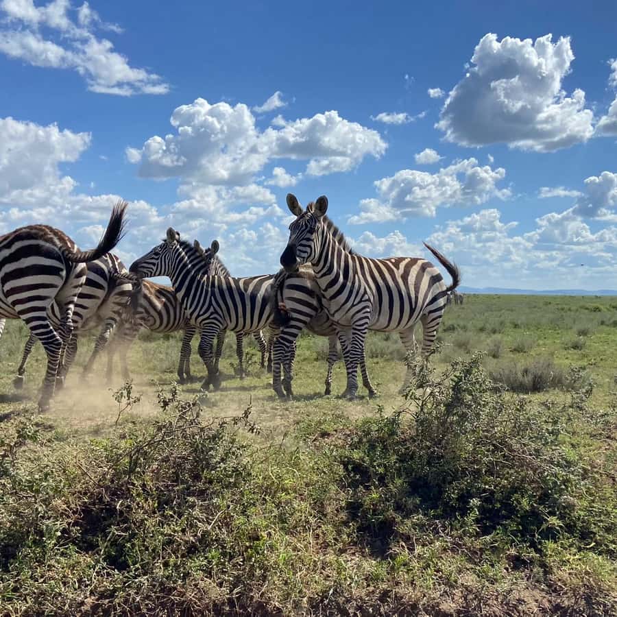Day trip to tarangire national park - Getting from Arusha to Tarangire: what that 2 to 3 hours buys you