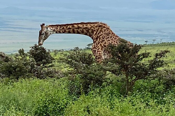 Discover Our Best 2-Day Tanzania Budget Group Lodge Safari Tour - Day Two in Ngorongoro Conservation Area, The Crater Bowl in Half a Day