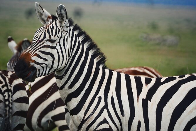 Discover Our Best 2-Day Tanzania Budget Group Lodge Safari Tour - Price and Value, What $520 Really Buys You