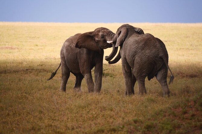 Discover Our Best 2-Day Tanzania Budget Group Lodge Safari Tour - Transport on Open-Roof 4x4, Comfort for Photos and Wildlife