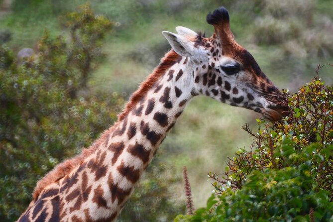 Discover Our Best 2-Day Tanzania Budget Group Lodge Safari Tour - Lodges and Meals, Budget Comfort Done Sensibly