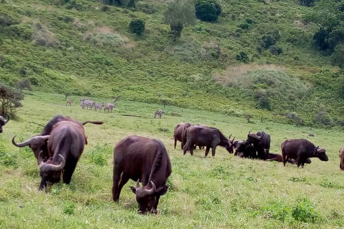 Discover Our Best 2-Day Tanzania Budget Group Lodge Safari Tour - Day One at Tarangire National Park, Baobabs and Elephant Time