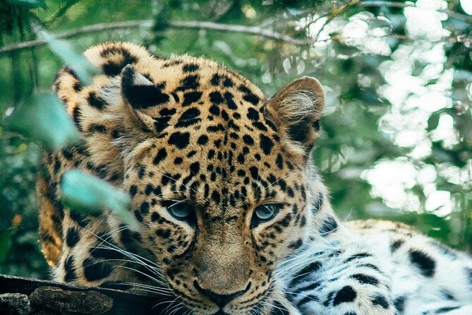 Discover Our Best Guide for 1-Day Serengeti Safari from Mwanza - Key highlights at a glance