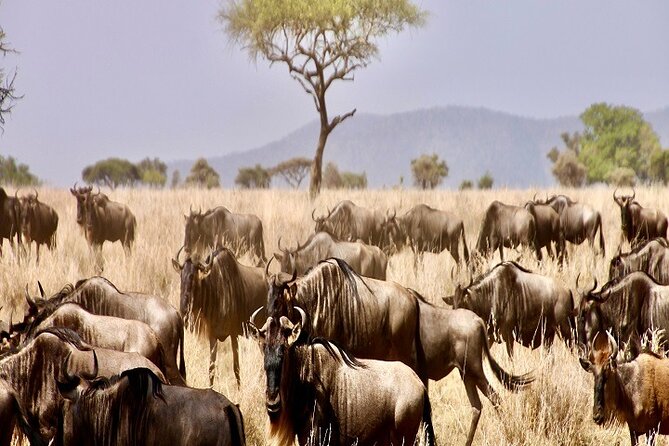 Discover Our Best Guide for 1-Day Serengeti Safari from Mwanza - Leaving Mwanza for Ndabaka, 5:30 AM style