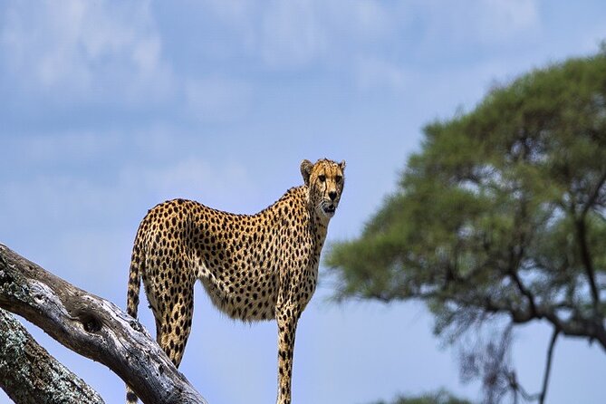 Discover Our Best Guide for 1-Day Serengeti Safari from Mwanza - Picnic lunch in the park, why it fits this schedule
