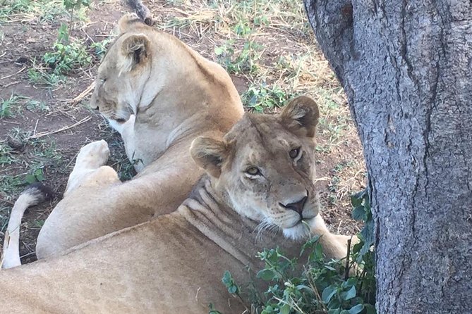 Discover the group joining for 5-day Tanzania safari in 2025 - Price and value: What $1,690 buys you