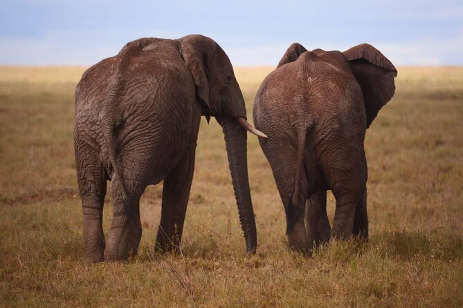 Discover the group joining for 5-day Tanzania safari in 2025 - Day 2: Serengeti central drives and your night at Tumbili