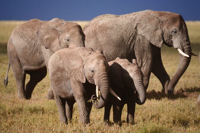 Discover the group joining for 5-day Tanzania safari in 2025 - Day 3: Morning Serengeti, then Ngorongoro Crater area at Simba