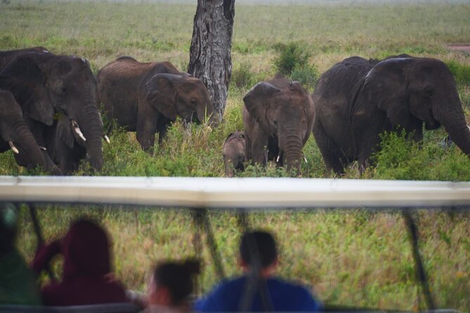Discover the group joining for 5-day Tanzania safari in 2025 - Day 4: Back to Mto wa Mbu with another Ngedere night