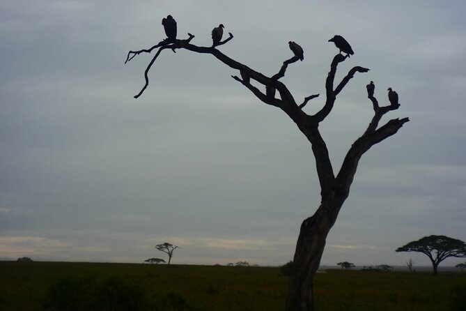 Discover the group joining for 5-day Tanzania safari in 2025 - Day 5: Lake Manyara game drive, then back to Arusha