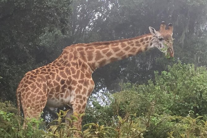 Discover the group joining for 5-day Tanzania safari in 2025 - The vehicle and camping setup: close viewing, simpler nights