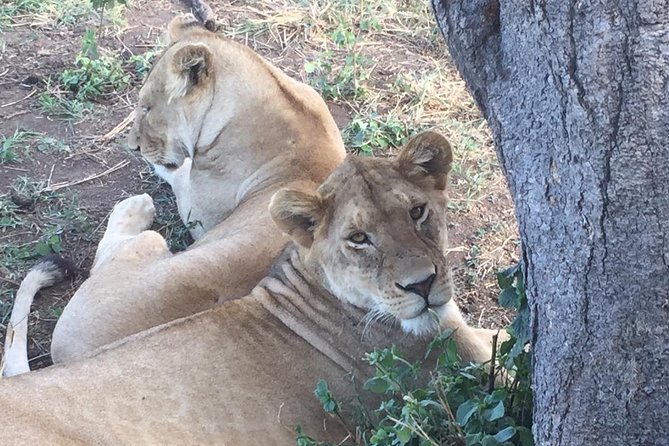 Discover The World's Top Best 4-day Tanzania Group Camping safari - Day 1: Arusha to Central Serengeti, Nyani Campsite, and that first sunset drive